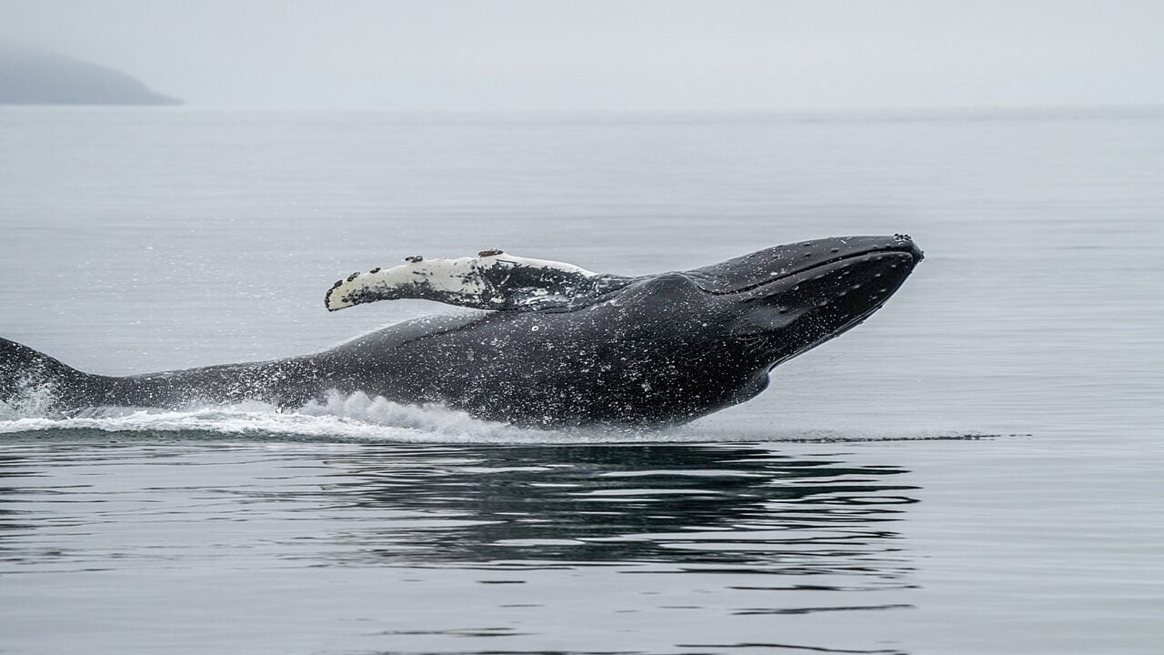 Whales Open $148 Million in Leveraged Longs as Bitcoin Reclaims $64K After Strategy's 3,588 BTC Sale
